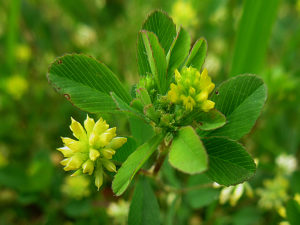 コメツブツメクサ