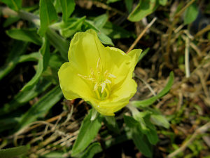 コマツヨイグサ