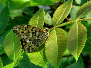 ヤマキマダラヒカゲ
