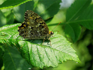 ヤマキマダラヒカゲ