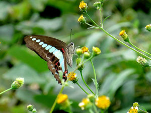 アオスジアゲハ