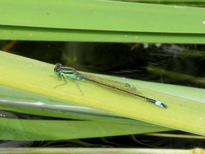 ホソミイトトンボ