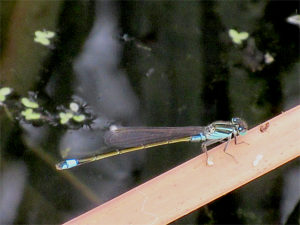 ホソミイトトンボ