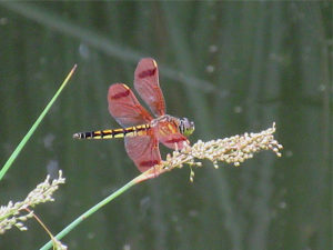 コフキトンボ メス