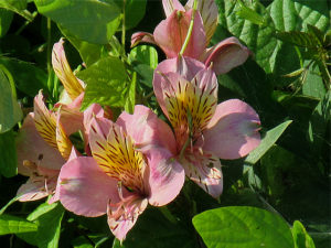 アルストロメリア