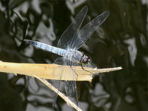 コフキトンボ　オス