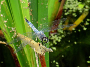 コフキトンボ　オス