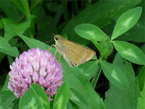 チャバネセセリ　