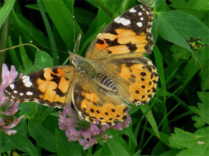 ヒメアカタテハ