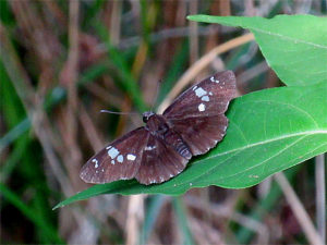 ダイミョウセセリ