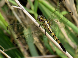 シオカラトンボ　メス