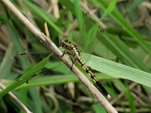 シオカラトンボ　メス