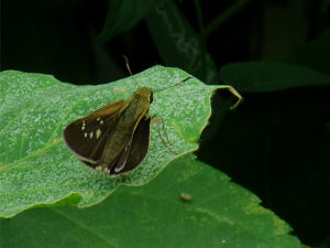 ミヤマチャバネセセリ