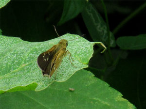 ミヤマチャバネセセリ