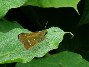 ミヤマチャバネセセリ