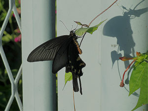 ジャコウアゲハ雄