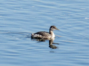 アカエリカイツブリ