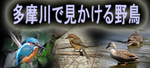 多摩川の野鳥