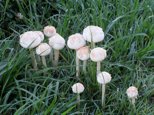 オオシロカラカサタケ