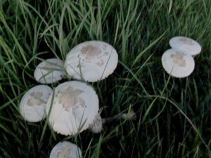 オオシロカラカサタケ