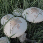 オオシロカラカサタケ