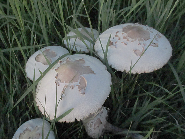 オオシロカラカサタケ