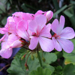 ゼラニウム（ゼラニューム）