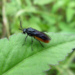 ニホンチュウレンジ