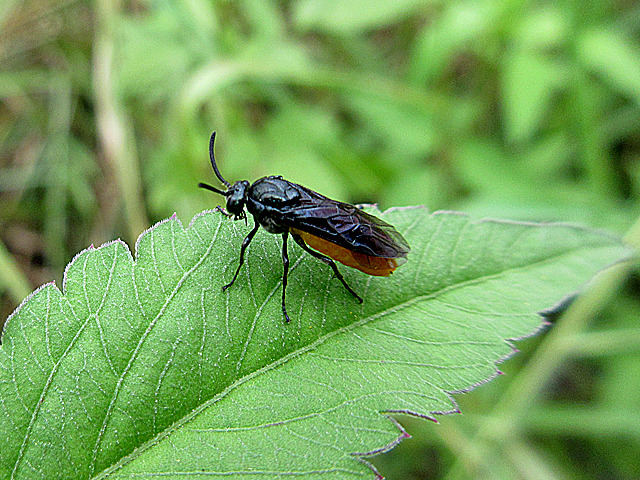 ニホンチュウレンジ