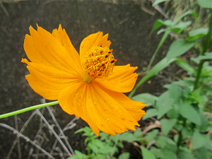 キバナコスモス