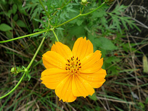 キバナコスモス