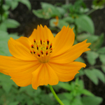 キバナコスモス