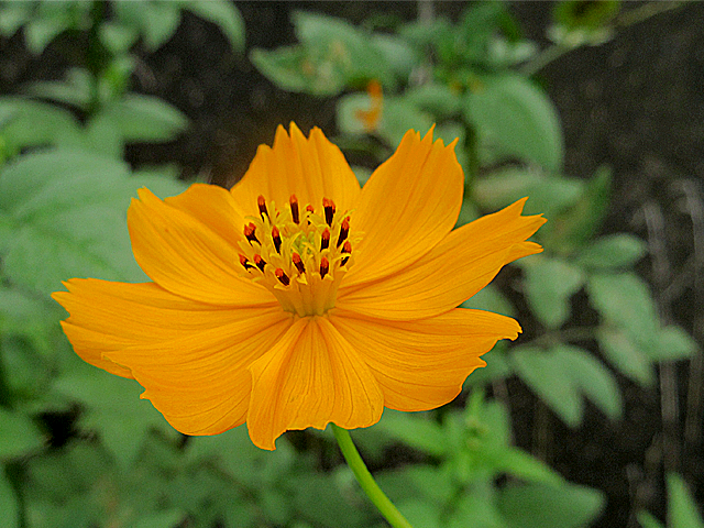 キバナコスモス