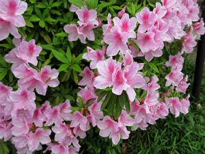 キリシマツツジ