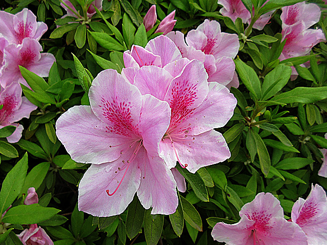 キリシマツツジ