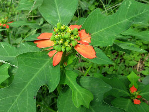 ショウジョウソウ