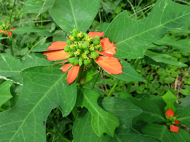ショウジョウソウ