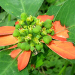 ショウジョウソウ