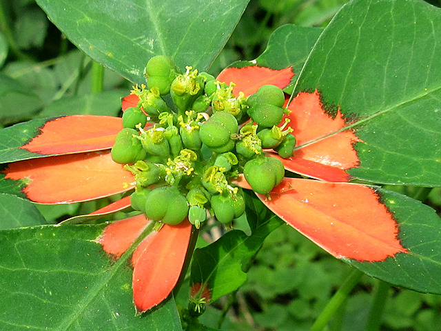 ショウジョウソウ