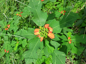 ショウジョウソウ