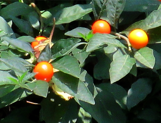 タマサンゴ