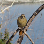 ジョウビタキ メス