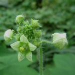 2016年10月撮影 多摩川 アレチウリ 雄花