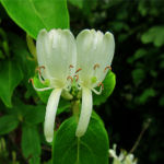 2018年5月撮影 多摩川 スイカズラ