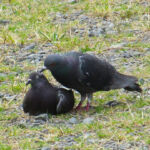 2015年6月撮影 多摩川 ハト