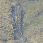 ライギョ／カムルチー