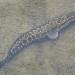 ライギョ／カムルチー