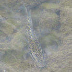 ライギョ／カムルチー