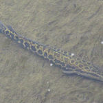 ライギョ／カムルチー