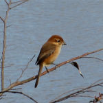 2016年12月撮影 多摩川 モズ